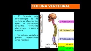 COLUNA VERTEBRAL
É formada pela
sobreposição de 33
vértebras, algumas das
quais se encontram
soldadas formando
dois ossos — o sacro e
o cóccix.
Na coluna vertebral
podem observar-se
cinco regiões:
5 vértebras
soldadas
4 vértebras
soldadas
 