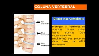Discos intervertebrais
COLUNA VERTEBRAL
Protegem as vértebras de
impactos. Podem sofrer
lesões diversas (não
necessariamente
simultâneas) que provocam
dores fortes, de difícil
tratamento.
 