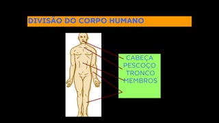 DIVISÃO DO CORPO HUMANO
CABEÇA
PESCOÇO
TRONCO
MEMBROS
 