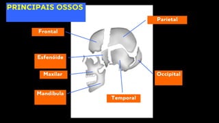 Frontal
Parietal
Temporal
Occipital
Esfenóide
PRINCIPAIS OSSOS
Maxilar
Mandíbula
 