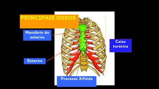 Esterno
Processo Xifóide
Caixa
torácica
Manúbrio do
esterno
PRINCIPAIS OSSOS
 