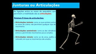 Junturas ou Articulações
As ligações entre os ossos do esqueleto que
permitem a mobilidade são as articulações.
Existem 3 tipos de articulações:
Articulações imóveis: como os que existem entre
os ossos do crânio; não permitem qualquer tipo de
movimento.
Articulações semimóveis: como as das vértebras
entre si, permitindo movimentos pouco amplos.
Articulações móveis: como as da anca, joelho e
cotovelo, em que os movimentos são amplos.
 