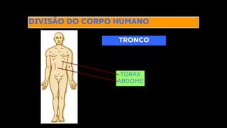 DIVISÃO DO CORPO HUMANO
TRONCO
TÓRAX
ABDOME
 