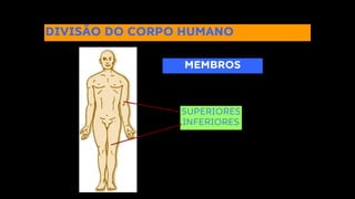 DIVISÃO DO CORPO HUMANO
MEMBROS
SUPERIORES
INFERIORES
 