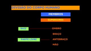 DIVISÃO DO CORPO HUMANO
MEMBROS
SUPERIORES
RAIZ OMBRO
BRAÇO
ANTEBRAÇO
MÃO
PARTE LIVRE
 