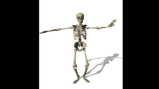 SISTEMA ESQUELETICO E DIVISÃO DO CORPO HUMANO