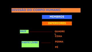 DIVISÃO DO CORPO HUMANO
MEMBROS
INFERIORES
RAIZ QUADRI
L
COXA
PERNA
PÉ
PARTE LIVRE
 