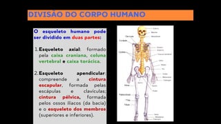 DIVISÃO DO CORPO HUMANO
O esqueleto humano pode
ser dividido em duas partes:
Esqueleto axial: formado
pela caixa craniana, coluna
vertebral e caixa torácica.
1.
Esqueleto apendicular:
compreende a cintura
escapular, formada pelas
escápulas e clavículas;
cintura pélvica, formada
pelos ossos ilíacos (da bacia)
e o esqueleto dos membros
(superiores e inferiores).
2.
 
