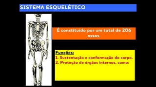 SISTEMA ESQUELÉTICO
É constituído por um total de 206
ossos.
Funções:
1. Sustentação e conformação do corpo.
2. Proteção de órgãos internos, como:
 
