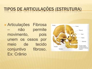 TIPOS DE ARTICULAÇÕES (ESTRUTURA)


   Articulações Fibrosa
    –     não    permite
    movimento,       pois
    unem os ossos por
    meio     de    tecido
    conjuntivo   fibroso.
    Ex: Crânio
 