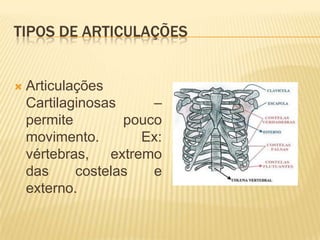 TIPOS DE ARTICULAÇÕES


   Articulações
    Cartilaginosas     –
    permite        pouco
    movimento.        Ex:
    vértebras,   extremo
    das     costelas   e
    externo.
 