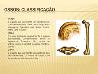 OSSOS: CLASSIFICAÇÃO
   Longo
    É aquele que apresenta um comprimento
    consideravelmente maior que a largura e a
    espessura. Exemplos são; fêmur, úmero,
    rádio, ulna e outros.
   Plano
    É o que apresenta comprimento e largura
    equivalentes, predominando sobre a
    espessura. Exemplos são; ossos do
    crânio, como o parietal, occipital, frontal e
    outros.
   Curto
    É aquele que apresenta equivalência das
    três dimensões. Os ossos do carpo e do
    tarso são excelentes exemplos
 