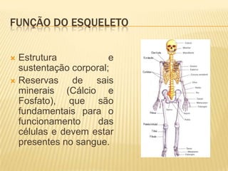 FUNÇÃO DO ESQUELETO


 Estrutura            e
  sustentação corporal;
 Reservas    de sais
  minerais (Cálcio e
  Fosfato), que são
  fundamentais para o
  funcionamento     das
  células e devem estar
  presentes no sangue.
 