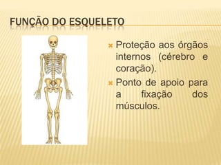 FUNÇÃO DO ESQUELETO

                 Proteção aos órgãos
                  internos (cérebro e
                  coração).
                 Ponto de apoio para
                  a     fixação    dos
                  músculos.
 