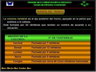 COLEGIO DELA PRESENTACIÓN-CARTAGENA
CLASES DECIENCIAS NATURALES
Jhon Albeiro Díaz Cuadro, Qco.
HUESOS DEL TRONCO
La columna vertebral es el eje posterior del tronco, apoyado en la pelvis que
sostiene a la cabeza.
Está formada por 33 vértebras que reciben un nombre de acuerdo a su
ubicación.
REGIÒN DE LA
COLUMNA
Nº DE VERTEBRAS
Cervical Formada por 7 vértebras
Dorsal Formada por 12 vértebras
Lumbar Formada por 5 vértebras
Sacra Formada por 5 vértebras
Coxigea Formada por cerca de cinco vértebras fusionadas
 