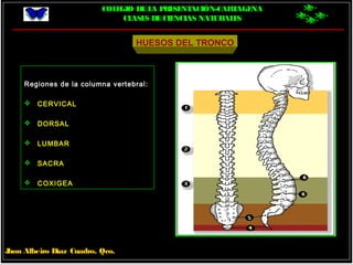 COLEGIO DELA PRESENTACIÓN-CARTAGENA
CLASES DECIENCIAS NATURALES
Jhon Albeiro Díaz Cuadro, Qco.
HUESOS DEL TRONCO
Regiones de la columna vertebral:
 CERVICAL
 DORSAL
 LUMBAR
 SACRA
 COXIGEA
 