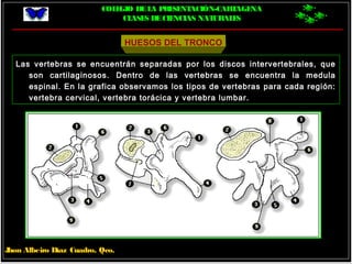 COLEGIO DELA PRESENTACIÓN-CARTAGENA
CLASES DECIENCIAS NATURALES
Jhon Albeiro Díaz Cuadro, Qco.
HUESOS DEL TRONCO
Las vertebras se encuentrán separadas por los discos intervertebrales, que
son cartilaginosos. Dentro de las vertebras se encuentra la medula
espinal. En la grafica observamos los tipos de vertebras para cada región:
vertebra cervical, vertebra torácica y vertebra lumbar.
 