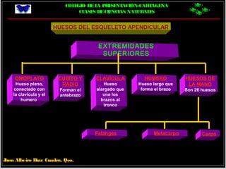 COLEGIO DELA PRESENTACIÓN-CARTAGENA
CLASES DECIENCIAS NATURALES
Jhon Albeiro Díaz Cuadro, Qco.
HUESOS DEL ESQUELETO APENDICULAR
EXTREMIDADES
SUPERIORES
CLAVÍCULA
Hueso
alargado que
une los
brazos al
tronco
HUMERO
Hueso largo que
forma el brazo
OMOPLATO
Hueso plano,
conectado con
la clavícula y el
humero.
CUBITO Y
RADIO
Forman el
antebrazo
HUESOS DE
LA MANO
Son 26 huesos
Falanges CarpoMetacarpo
 