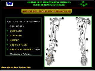 COLEGIO DELA PRESENTACIÓN-CARTAGENA
CLASES DECIENCIAS NATURALES
Jhon Albeiro Díaz Cuadro, Qco.
HUESOS DEL ESQUELETO APENDICULAR
Huesos de las EXTREMIDADES
SUPERIORES:
 OMOPLATO
 CLAVICULA
 HUMERO
 CUBITO Y RADIO
 HUESOS DE LA MANO: Carpo,
Metacarpo y Falanges
 