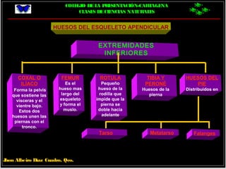 COLEGIO DELA PRESENTACIÓN-CARTAGENA
CLASES DECIENCIAS NATURALES
Jhon Albeiro Díaz Cuadro, Qco.
EXTREMIDADES
INFERIORES
ROTULA
Pequeño
hueso de la
rodilla que
impide que la
pierna se
doble hacia
adelante
TIBIA Y
PERONÉ
Huesos de la
pierna
COXAL O
ILÍACO
Forma la pelvis
que sostiene las
vísceras y el
vientre bajo.
Estos dos
huesos unen las
piernas con el
tronco.
FEMUR
Es el
hueso mas
largo del
esqueleto
y forma el
muslo.
HUESOS DEL
PIE
Distribuidos en
Tarso FalangesMetatarso
HUESOS DEL ESQUELETO APENDICULAR
 