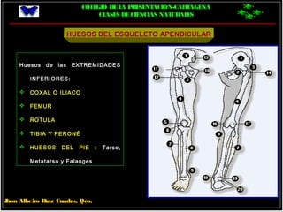 COLEGIO DELA PRESENTACIÓN-CARTAGENA
CLASES DECIENCIAS NATURALES
Jhon Albeiro Díaz Cuadro, Qco.
HUESOS DEL ESQUELETO APENDICULAR
Huesos de las EXTREMIDADES
INFERIORES:
 COXAL O ILIACO
 FEMUR
 ROTULA
 TIBIA Y PERONÉ
 HUESOS DEL PIE : Tarso,
Metatarso y Falanges
 
