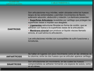 COLEGIO DELA PRESENTACIÓN-CARTAGENA
CLASES DECIENCIAS NATURALES
Jhon Albeiro Díaz Cuadro, Qco.
ARTICULACIONES
CLASE DE
ARTICULACIÓN
CARACTERÍSTICA
DIARTROSIS
Son articulaciones muy móviles, están ubicadas entre los huesos
largos de las extremidades y permiten movimientos de flexión,
extensión aducción, abducción y rotación. La diartrosis presentan:
 Superficies Articulares revestidas por cartílago que protegen las
superficies óseas e impiden sus desgaste.
 Ligamentos estructuras fibradas en forma de cordón, que se
adhieren con fuerza a la superficies óseas de la articulación.
 Membrana sinovial que produce un liquido viscoso llamado
sinovia, el cual lubrica la articulación.
Las articulaciones móviles son susceptibles de sufrir luxaciones y
torceduras.
ANFIARTROSIS
Se hallan en lugares con poco movimiento como en las vértebras de
la columna; entre los dos huesos que se articulan aparece cartílago.
SINARTROSIS
Son articulaciones sin movimiento, en las cuales los huesos
comprometidos se adhieren formando una especie de sutura, como
en el cráneo,
 