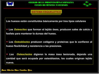 COLEGIO DELA PRESENTACIÓN-CARTAGENA
CLASES DECIENCIAS NATURALES
Jhon Albeiro Díaz Cuadro, Qco.
SISTEMA ESQUELETICO
Los huesos están constituidos básicamente por tres tipos celulares
Los Osteocitos que forman el tejido óseo, producen sales de calcio y
fosfato para mantener la dureza del hueso.
Los Osteoblastos producen colágeno y proteínas que le confieren al
hueso flexibilidad y resistencia a las presiones.
Los Osteoclastos digieren la masa ósea lesionada, dejando una
cavidad que será ocupada por osteoblastos, los cuales originan tejido
nuevo.
 