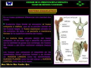 COLEGIO DELA PRESENTACIÓN-CARTAGENA
CLASES DECIENCIAS NATURALES
Jhon Albeiro Díaz Cuadro, Qco.
SISTEMA ESQUELETICO
En un hueso podemos diferenciar con claridad dos
zonas:
Sustancia ósea donde se encuentra el hueso
compacto o diáfisis, que es la porción central de
los huesos largos; el hueso esponjoso ubicado en
los extremos de éste, y el periostio o membrana
fibrosa de la superficie externa del hueso.
La medula ósea ubicada dentro del hueso
compacto, es de color rojo o amarillo de acuerdo
con la cantidad de grasa que contenga; los huesos
del cráneo y del tórax contienen siempre medula
roja.
Los huesos que componen el esqueleto de los
vertebrados tienen diversas formas y se dividen
en: HUESOS LARGOS como las extremidades,
HUESOS PLANOS como los del cráneo y HUESOS
CORTOS como los de la mano.
 