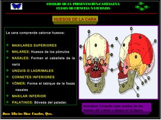 COLEGIO DELA PRESENTACIÓN-CARTAGENA
CLASES DECIENCIAS NATURALES
Jhon Albeiro Díaz Cuadro, Qco.
HUESOS DE LA CARA
La cara comprende catorce huesos:
 MAXILARES SUPERIORES
 MALARES: Huesos de los pómulos
 NASALES: Forman el caballete de la
nariz
 UNGUIS O LAGRIMALES
 CORNETES INFERIORES
 VÓMER: Forma el tabique de la fosas
nasales
 MAXILAR INFERIOR
 PALATINOS: Bóveda del paladar.
Actividad: Consulte cada nombre de los
huesos del cráneo y ubique en la figura.
 