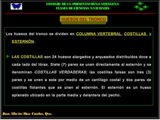 COLEGIO DELA PRESENTACIÓN-CARTAGENA
CLASES DECIENCIAS NATURALES
Jhon Albeiro Díaz Cuadro, Qco.
HUESOS DEL TRONCO
Los huesos del tronco se dividen en COLUMNA VERTEBRAL, COSTILLAS y
ESTERNÓN.
 LAS COSTILLAS son 24 huesos alargados y arqueados distribuidos doce a
cada lado del tórax. Siete (7) pares se unen directamente al esternón y se
denominan COSTILLAS VERDADERAS; las costillas falsas son tres (3)
pares y se unen a este por medio de un cartílago costal y dos pares de
costillas flotantes que se unen al esternón. El esternón es un hueso
aplanado ubicado en la parte media y delantera del pecho.
 