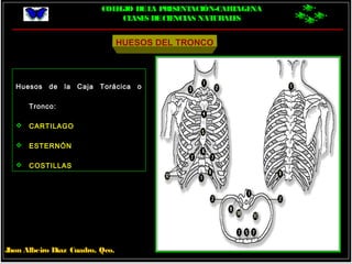 COLEGIO DELA PRESENTACIÓN-CARTAGENA
CLASES DECIENCIAS NATURALES
Jhon Albeiro Díaz Cuadro, Qco.
HUESOS DEL TRONCO
Huesos de la Caja Torácica o
Tronco:
 CARTILAGO
 ESTERNÓN
 COSTILLAS
 