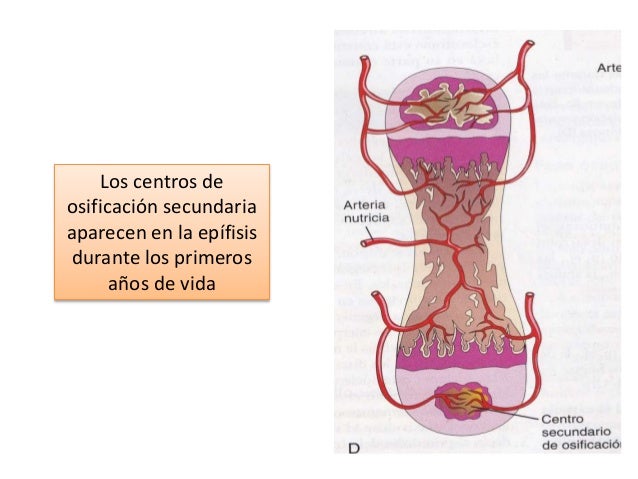 Que si bajo la cabeza del miembro hay unos pequeños granos rojos
