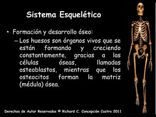 Sistema Esquelético

 • Formación y desarrollo óseo:
    – Los huesos son órganos vivos que se
      están    formando    y    creciendo
      constantemente, gracias a las
      células       óseas,       llamadas
      osteoblastos, mientras que los
      osteocitos   forman    la     matriz
      (médula) ósea.



Derechos de Autor Reservados © Richard C. Concepción Castro 2011
 