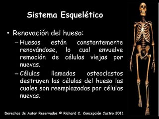Sistema Esquelético

 • Renovación del hueso:
     – Huesos     están    constantemente
       renovándose, lo cual envuelve
       remoción de células viejas por
       nuevas.
     – Células    llamadas    osteoclastos
       destruyen las células del hueso las
       cuales son reemplazadas por células
       nuevas.

Derechos de Autor Reservados © Richard C. Concepción Castro 2011
 