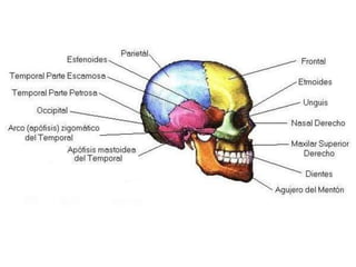 Derechos de Autor Reservados © Richard C. Concepción Castro 2011
 