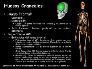Huesos Craneales
 • Hueso Frontal:
     – Cantidad: 1
     – Descripción:
         • Ocupa 1/3 parte anterior del cráneo y es parte de la
           órbita óptico.
     – Articulaciones:      Hueso      parietal     y   la   sutura
       coronaria.
 • Importancia AR:
     – Eminencias del hueso frontal
         • Eminencias frontal (2): localizada línea media un poco
           inferior al centro del hueso frontal. Zona de la cara donde
           debe tener colores cálidos.
         • Borde Supraorbital (2): El borde superior de la órbita
           óptico.
         • Arco Superciliar (2): Forma la parte inferior de la frente
           formando la parte inicial de las cejas.
         • Glabela (1): forma la eminencia frontal media, entre los
           arcos superciliar sobre la raíz de la nariz. La raíz de la
           nariz es donde los dos huesos nasales se fusionan al hueso
           frontal y la unión es en la parte inferior de la glabela.

Derechos de Autor Reservados © Richard C. Concepción Castro 2011
 
