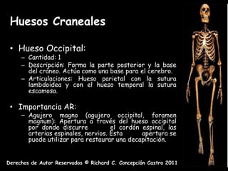 Huesos Craneales

 • Hueso Occipital:
     – Cantidad: 1
     – Descripción: Forma la parte posterior y la base
       del cráneo. Actúa como una base para el cerebro.
     – Articulaciones: Hueso parietal con la sutura
       lambdoidea y con el hueso temporal la sutura
       escamosa.

 • Importancia AR:
     – Agujero magno (agujero occipital, foramen
       magnum): Apertura a través del hueso occipital
       por donde discurre           el cordón espinal, las
       arterias espinales, nervios. Esta      apertura se
       puede utilizar para restaurar una decapitación.


Derechos de Autor Reservados © Richard C. Concepción Castro 2011
 