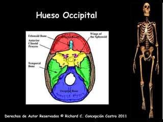 Hueso Occipital




Derechos de Autor Reservados © Richard C. Concepción Castro 2011
 