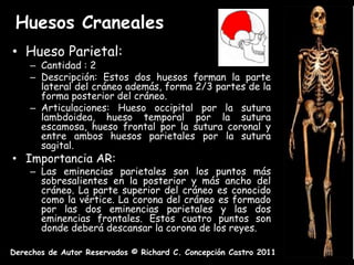 Huesos Craneales
• Hueso Parietal:
    – Cantidad : 2
    – Descripción: Estos dos huesos forman la parte
      lateral del cráneo además, forma 2/3 partes de la
      forma posterior del cráneo.
    – Articulaciones: Hueso occipital por la sutura
      lambdoidea, hueso temporal por la sutura
      escamosa, hueso frontal por la sutura coronal y
      entre ambos huesos parietales por la sutura
      sagital.
• Importancia AR:
    – Las eminencias parietales son los puntos más
      sobresalientes en la posterior y más ancho del
      cráneo. La parte superior del cráneo es conocido
      como la vértice. La corona del cráneo es formado
      por las dos eminencias parietales y las dos
      eminencias frontales. Estos cuatro puntos son
      donde deberá descansar la corona de los reyes.

Derechos de Autor Reservados © Richard C. Concepción Castro 2011
 
