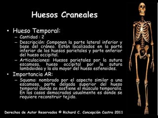 Huesos Craneales
 • Hueso Temporal:
     – Cantidad : 2
     – Descripción: Componen la parte lateral inferior y
       base del cráneo. Están localizados en la parte
       inferior de los huesos parietales y parte anterior
       del hueso occipital.
     – Articulaciones: Huesos parietales por la sutura
       escamosa, hueso occipital por la sutura
       lambdoidea y la ala mayor del hueso esfenoides.
 • Importancia AR:
     – Squama: nombrado por el aspecto similar a una
       escamosa, parte delgada superior del hueso
       temporal donde se sostiene el músculo temporalis.
       En los casos demacrados usualmente es donde se
       requiere reconstruir tejido.


Derechos de Autor Reservados © Richard C. Concepción Castro 2011
 