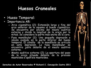 Huesos Craneales
 • Hueso Temporal:
 • Importancia AR:
     – Arco cigomático (2): Extensión largo y fino del
       arco anterior de la squama al hueso cigomático.
       Se encuentra por encima del meato auditivo
       externo y divide la longitud de la oreja por la
       mitad. Se considera la parte más ancha de la cara.
     – Fosa mandibular (2): Una pequeña depresión o
       zócalo ovalado en la parte inferior del hueso
       temporal. El cóndilo de la mandíbula se articula
       en esta depresión. La fosa mandibular se
       encuentra justo delante de el meato auditivo
       externo.
     – Meato auditivo externo (2): La apertura del paso
       de la oreja situada delante de la proceso
       mastoideo o apófisis mastoides.

Derechos de Autor Reservados © Richard C. Concepción Castro 2011
 