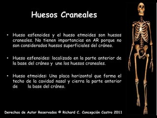 Huesos Craneales

 • Hueso esfenoides y el hueso etmoides son huesos
   craneales. No tienen importancias en AR porque no
   son considerados huesos superficiales del cráneo.

 • Hueso esfenoides: localizado en la parte anterior de
   la base del cráneo y une los huesos craneales.

 • Hueso etmoides: Una placa horizontal que forma el
   techo de la cavidad nasal y cierra la parte anterior
   de     la base del cráneo.




Derechos de Autor Reservados © Richard C. Concepción Castro 2011
 