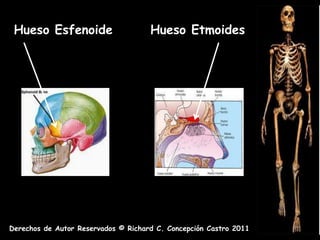 Hueso Esfenoide                     Hueso Etmoides




Derechos de Autor Reservados © Richard C. Concepción Castro 2011
 