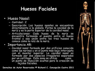 Huesos Faciales
 • Hueso Nasal:
     – Cantidad : 2
     – Descripción: Los huesos nasales se encuentran
       directamente a la glabela. Forma la cavidad de la
       nariz y es la parte superior de la cavidad nasal.
     – Articulaciones: Cada hueso de la nariz se
       encuentra formando el puente entre el hueso
       frontal y esa unión entre los tres huesos se
       conoce como la raíz de la nariz.
 • Importancia AR:
     – Cavidad nasal formado por dos orificios conocido
       como las narinas y en el punto más bajo intercepta
       con el maxilar superior. La cavidad nasal es
       formado por dos espacios irregulares separados
       por un cartílago. Esta zona se utiliza      como
       un punto de inyección ocultos para la creación de
            tejidos faciales.
Derechos de Autor Reservados © Richard C. Concepción Castro 2011
 