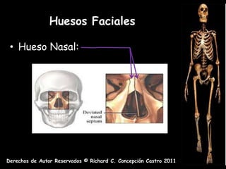 Huesos Faciales

 • Hueso Nasal:




Derechos de Autor Reservados © Richard C. Concepción Castro 2011
 