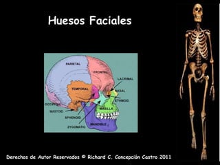 Huesos Faciales




Derechos de Autor Reservados © Richard C. Concepción Castro 2011
 