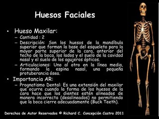 Huesos Faciales
 •   Hueso Maxilar:
     – Cantidad : 2
     – Descripción: Son los huesos de la mandíbula
       superior que forman la base del esqueleto para la
       mayor parte superior de la cara, anterior del
       techo de la boca, los lados y el suelo de la cavidad
       nasal y el suelo de los agujeros ópticos.
     – Articulaciones: Uno al otro en la línea media,
       formando la espina nasal, una pequeña
       protuberancia ósea.
 • Importancia AR:
     – Prognatismo Dental: Es una extensión del maxilar
       que ocurre cuando la forma de los huesos de la
       cara hace que los dientes estén alineados de
       manera incorrecta (desalineados) no permitiendo
       que la boca cierre adecuadamente (Buck Teeth).

Derechos de Autor Reservados © Richard C. Concepción Castro 2011
 