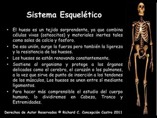 Sistema Esquelético
 • El hueso es un tejido sorprendente, ya que combina
   células vivas (osteocitos) y materiales inertes tales
   como sales de calcio y fosforo.
 • De esa unión, surge la fuerza pero también la ligereza
   y la resistencia de los huesos.
 • Los huesos se están renovando constantemente.
 • Sostiene al organismo y protege a los órganos
   delicados como el cerebro, el corazón o los pulmones,
   a la vez que sirve de punto de inserción a los tendones
   de los músculos, Los huesos se unen entre sí mediante
   ligamentos.
 • Para hacer más comprensible el estudio del cuerpo
   humano, lo dividiremos en Cabeza, Tronco y
   Estremidades.

Derechos de Autor Reservados © Richard C. Concepción Castro 2011
 