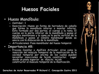 Huesos Faciales
 • Hueso Mandíbula:
     – Cantidad : 1
     – Descripción: Hueso en forma de herradura de caballo
       que forma la mandíbula inferior o maxilar inferior.
       Esta formado por dos partes, el cuerpo y la rama. El
       cuerpo es la parte inferior de la mandíbula y posee el
       agujero mentoniano y la rama es la parte vertical de la
       mandíbula y posee el Cóndilo mandibular donde se
       asocia con la dislocación de la mandíbula.
     – Articulaciones: Fosa mandibular del hueso temporal.
 • Importancia AR:
     – Proceso Condilar o Apófisis Articular: sirve como la
       inserción del músculo temporal de la masticación de la
       cavidad temporal por encima de los cuales pueden
       necesitar inyecciones de tejido constructor. Lugar
       desde un plano superior se inyecta tejido
       constructor al músculo temporal de la masticación.


Derechos de Autor Reservados © Richard C. Concepción Castro 2011
 