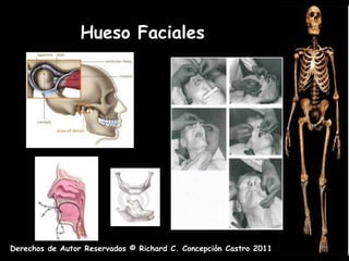 Hueso Faciales




Derechos de Autor Reservados © Richard C. Concepción Castro 2011
 